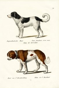 ニューファンドランド犬、1824年 作： Karl Joseph Brodtmann